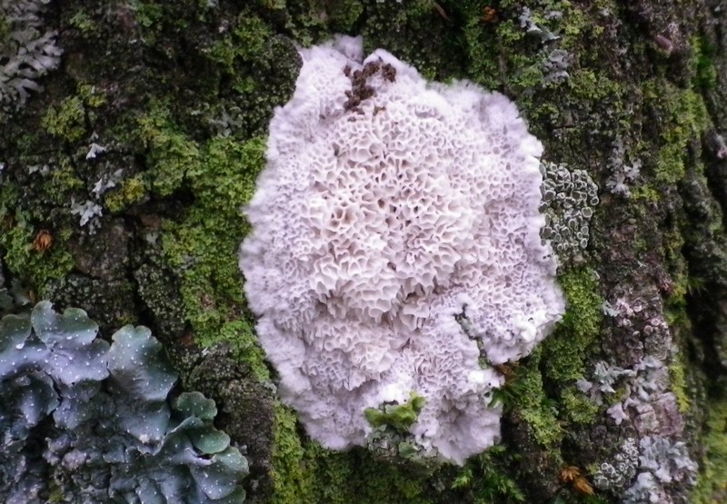 Un fiore bianco (Oxyporus latemarginatus)